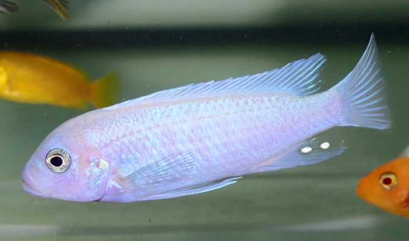 Maylandia callainos 'Ruarwe'